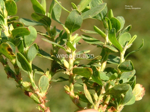 knotweed, striate